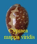 Cypraea mappa viridis, Kenyon 1902